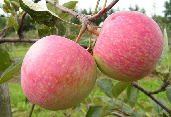 7 самых сладких сортов яблок, которые можно вырастить в саду